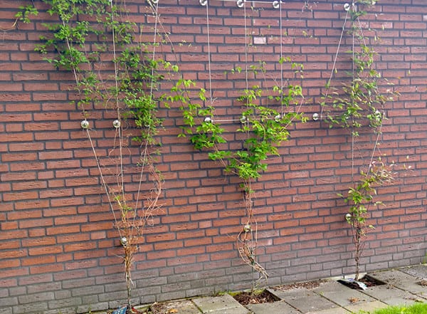Groengeleiding Kabel Design Begroeiing Afstandsteunen Groen